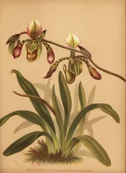 Orchidée Paphiopedilum haynaldianum (Cypripedium haynaldianum)